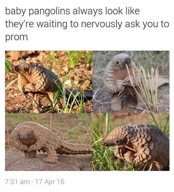 happiest animal memes pangolin arms