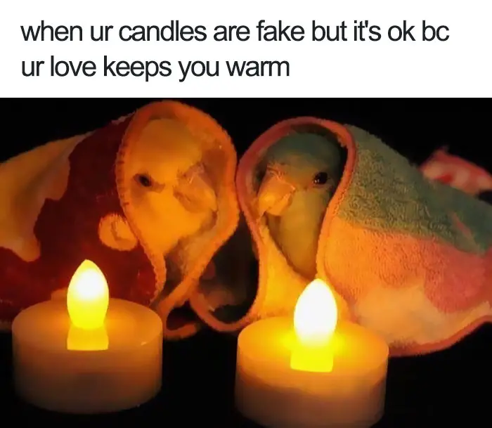 happiest animal memes parakeets fake candles