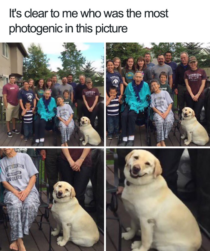 happiest animal memes photogenic dog