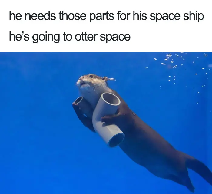 happiest animal memes pipe collector otter