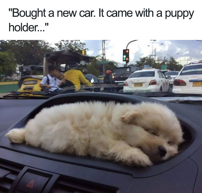 happiest animal memes puppy holder