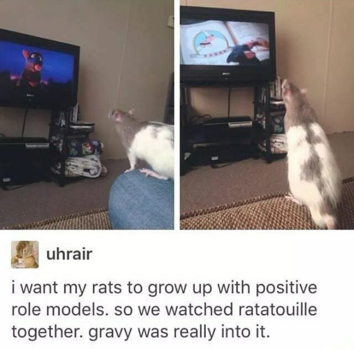 happiest animal memes ratatouille fan