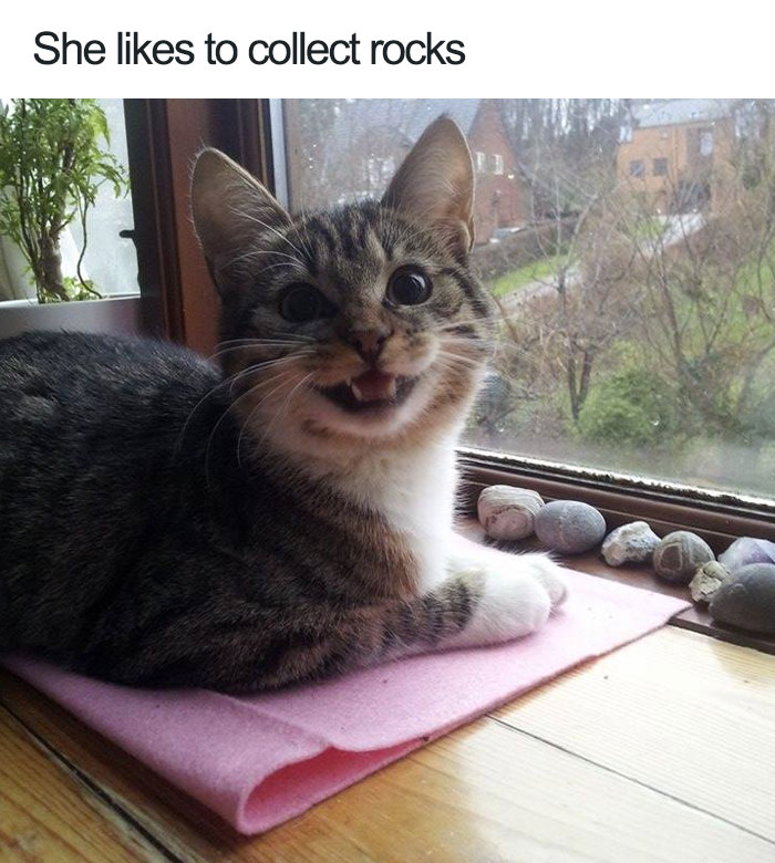 happiest animal memes rock collector cat