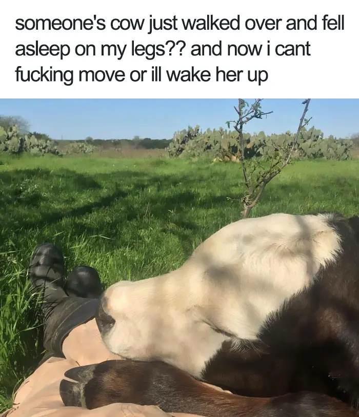happiest animal memes sleeping cow
