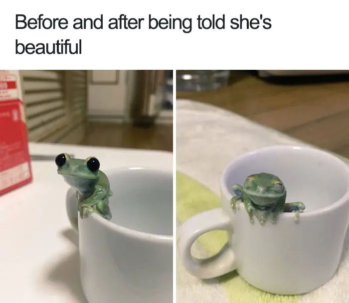 happiest animal memes smiling frog