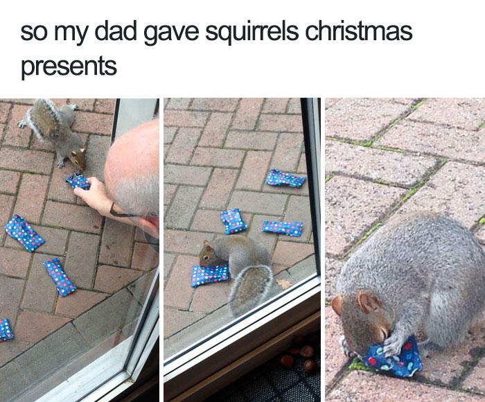 happiest animal memes snacks for squirrels