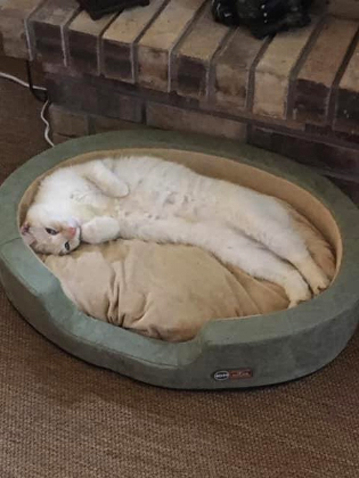 heated pet bed cat stretching