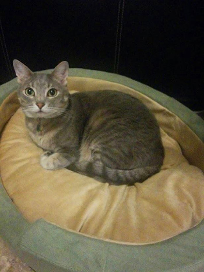 heated pet bed for cats and dogs