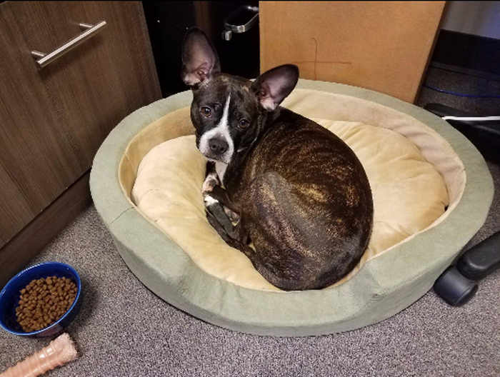 heated pet bed keeps pet warm and comfy