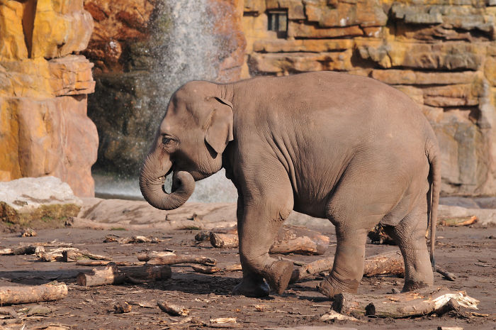 interesting animal facts baby elephants sucking trunk