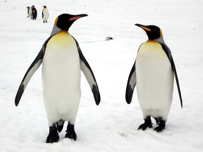 interesting animal facts penguin pebble proposal