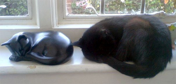 life imitated art sleeping kitty