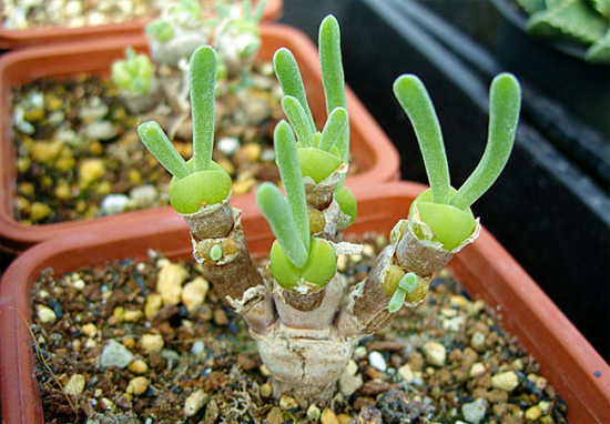 mature monilaria obconica have long ears that look like rabbit ears
