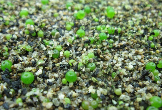 monilaria obconica seeds in gravel