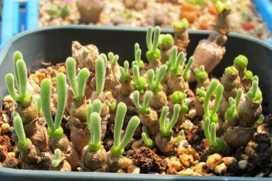 monilaria obconica sprouting long ears