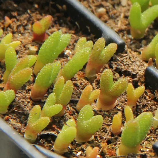 monilaria obconica sprouts