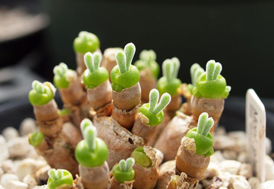 new monilaria obconica sprouts from old