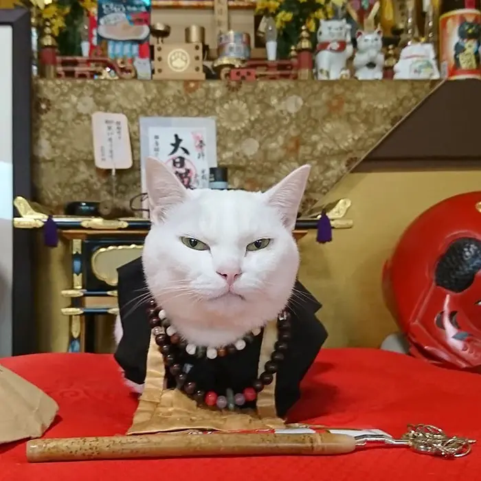 nyan nyan ji cat shrine in japan grumpy face