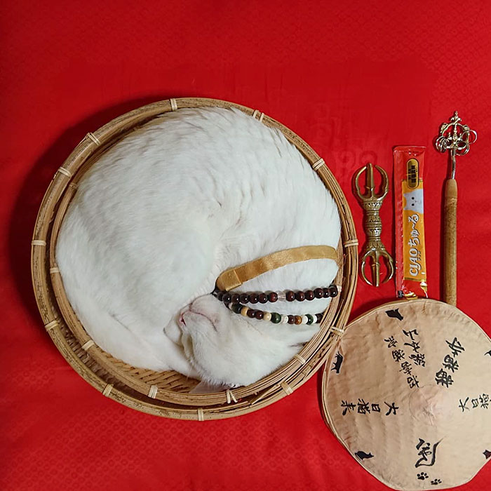 nyan nyan ji cat shrine in japan koyuki curled