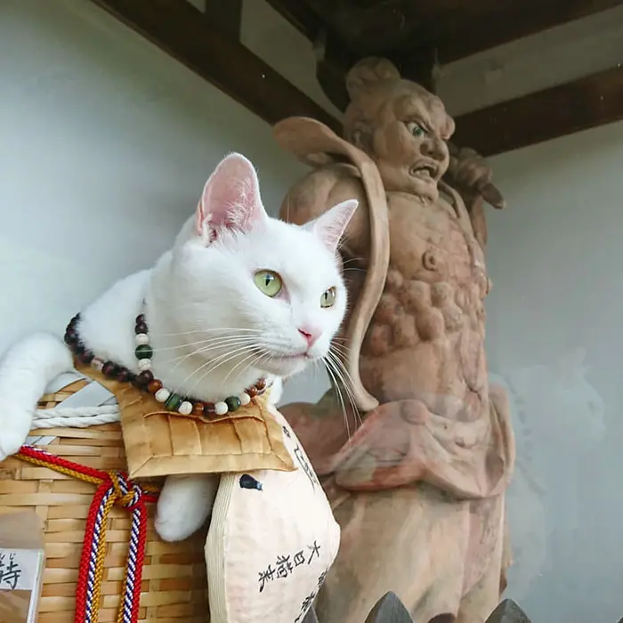 nyan nyan ji cat shrine in japan koyuki deity