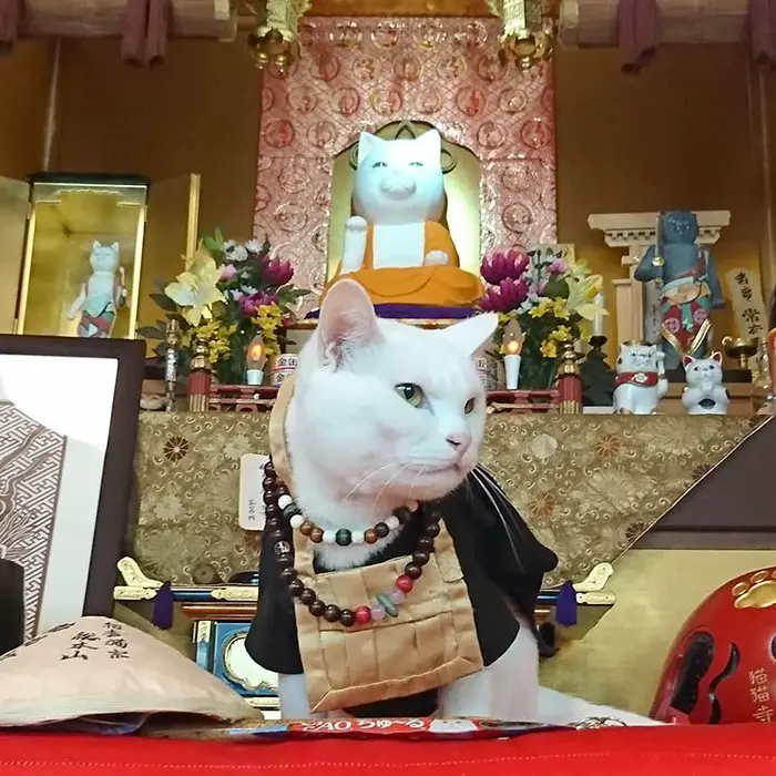 nyan nyan ji cat shrine in japan koyuki head monk