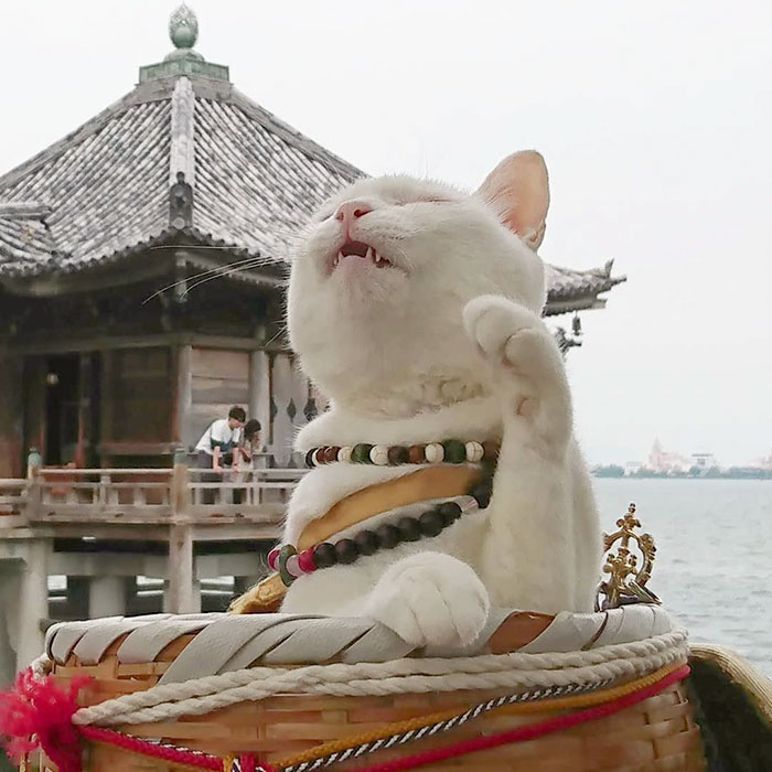 nyan nyan ji cat shrine in japan koyuki monk