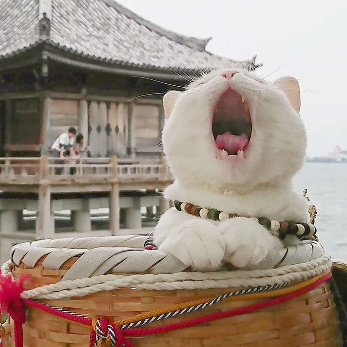 nyan nyan ji cat shrine in japan koyuki yawning
