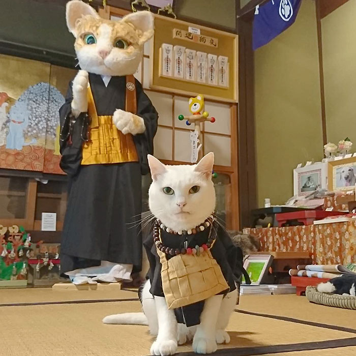 nyan nyan ji cat shrine in japan koyuki