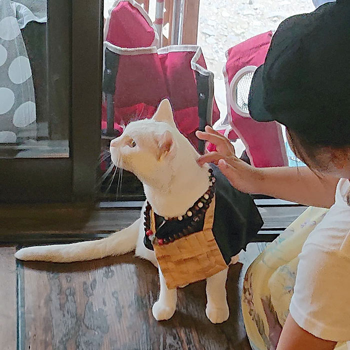 nyan nyan ji cat shrine in japan petting koyuki
