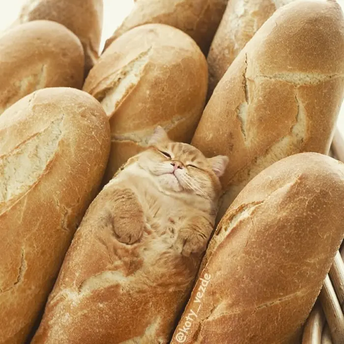 photoshopped cat faces koty vezde bread loaf