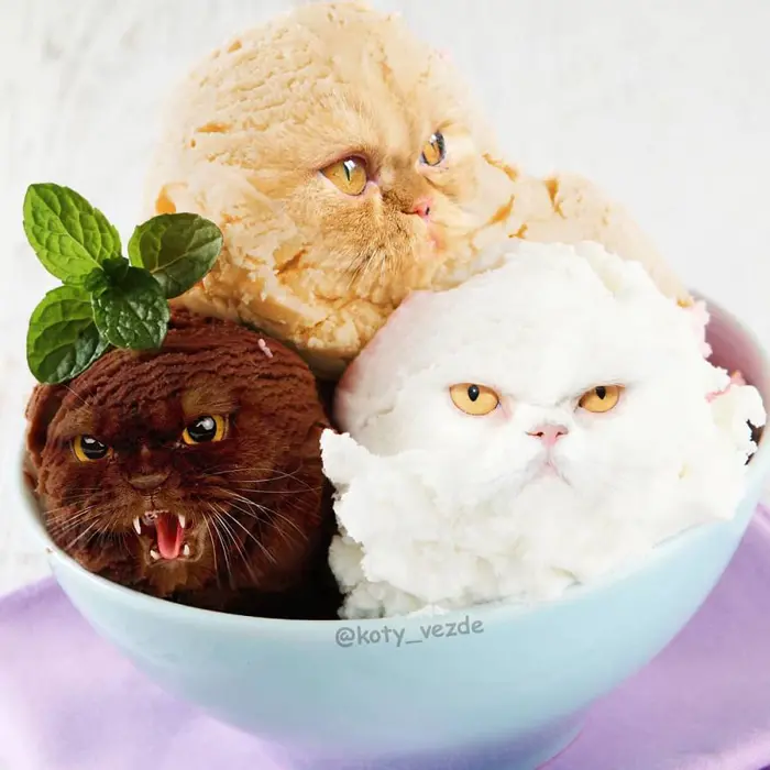 photoshopped cat faces koty vezde ice cream scoops