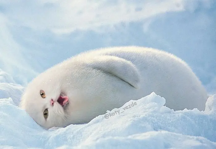 photoshopped cat faces koty vezde ice seal