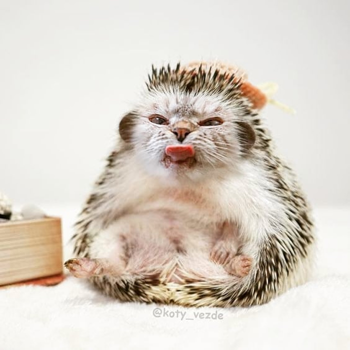 photoshopped cat faces koty vezde pygmy hedgehog