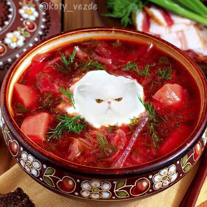 photoshopped cat faces koty vezde red soup