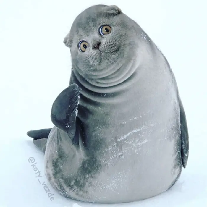 photoshopped cat faces koty vezde seal