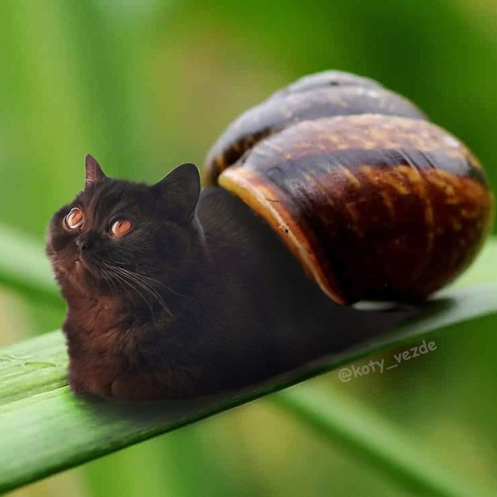 photoshopped cat faces koty vezde snail