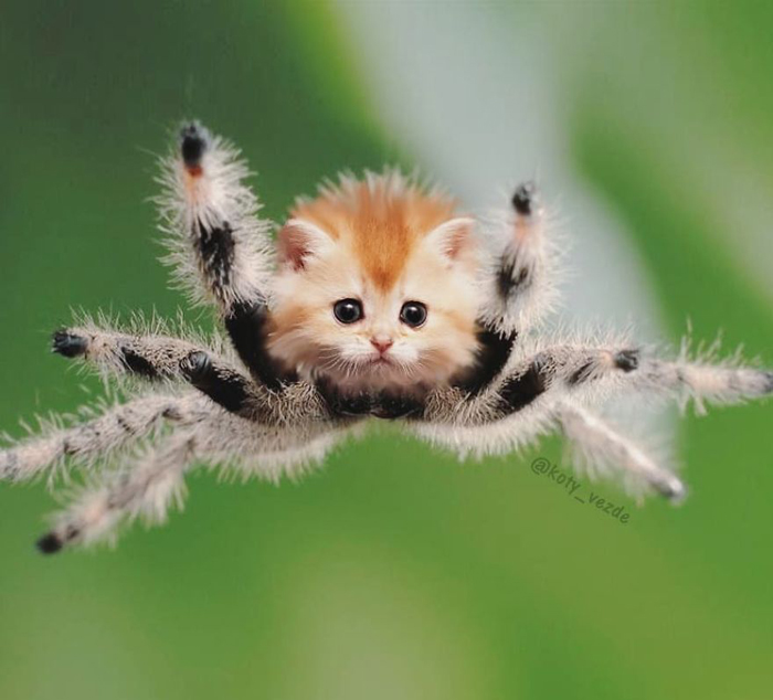 photoshopped cat faces koty vezde spider