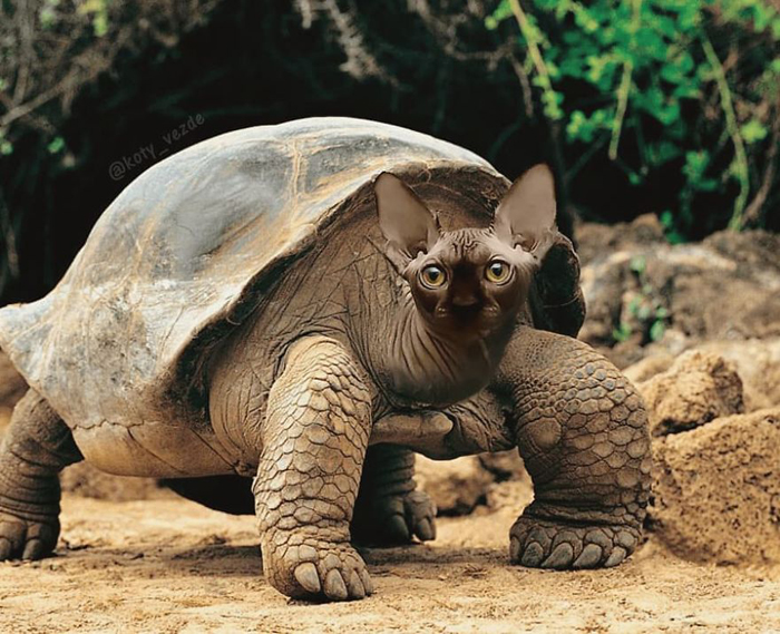 photoshopped cat faces koty vezde turtle