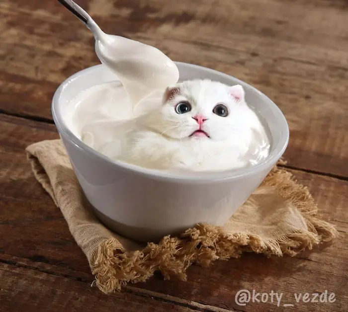 photoshopped cat faces koty vezde white cream