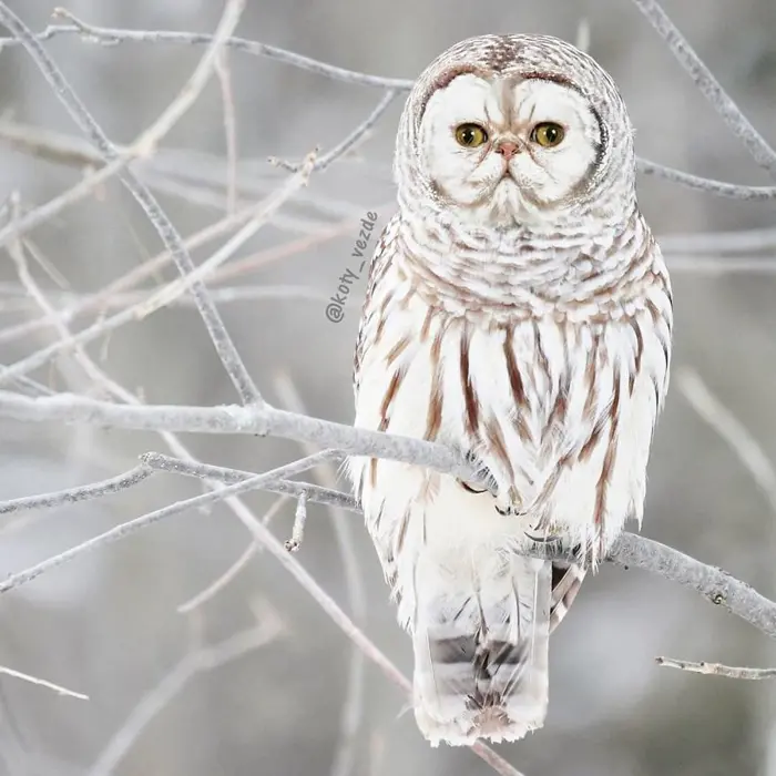 photoshopped cat faces koty vezde white owl