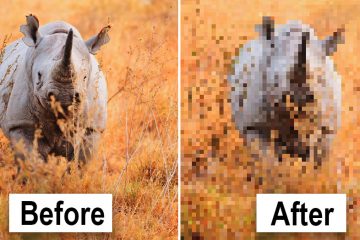 pixel pictures of animals