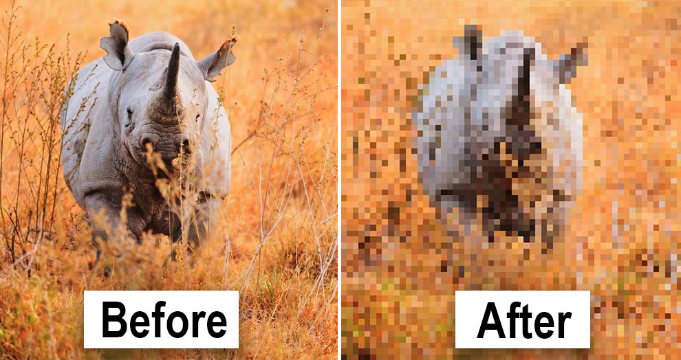 pixel pictures of animals