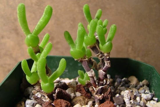 propagated monilaria obconica