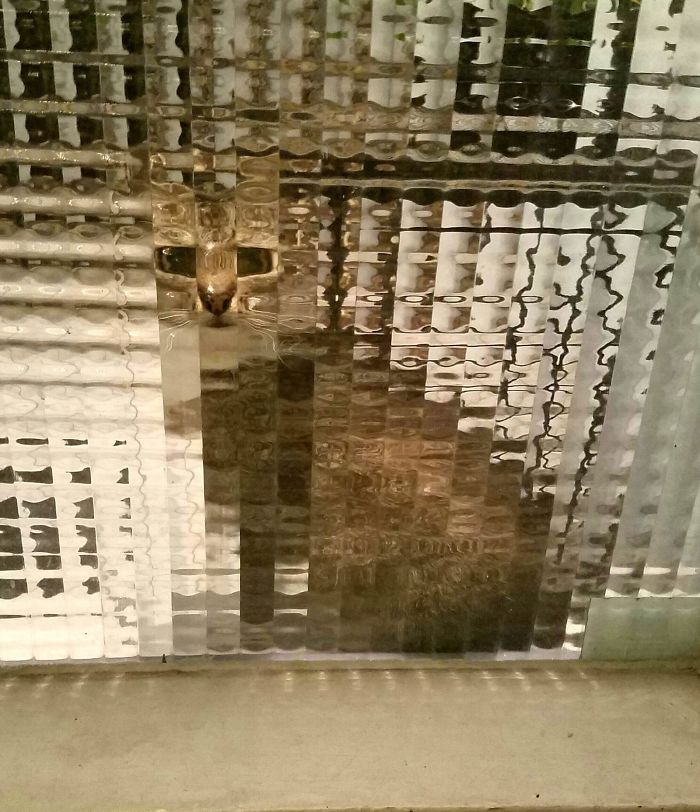 real life pixel cats 10