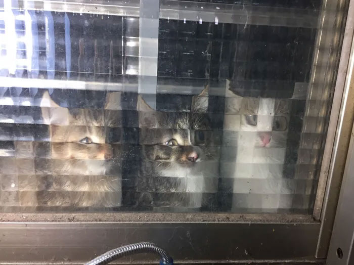 real life pixel cats 11