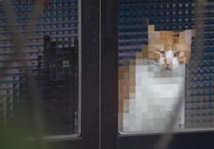 real life pixel cats 18