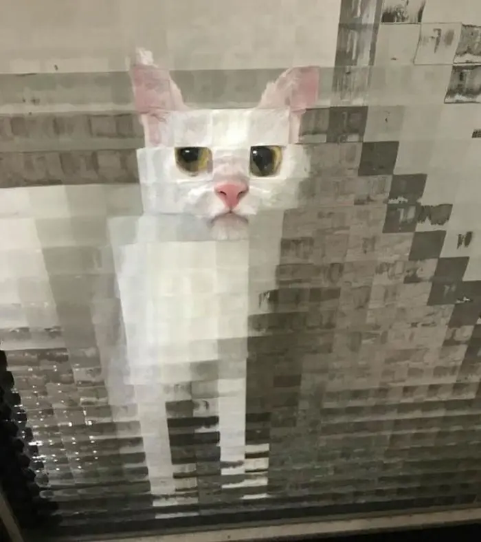 real life pixel cats 2