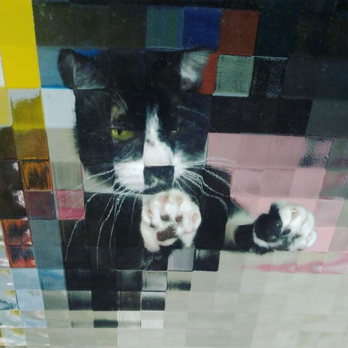 real life pixel cats 20