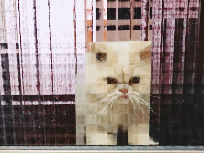 real life pixel cats 5