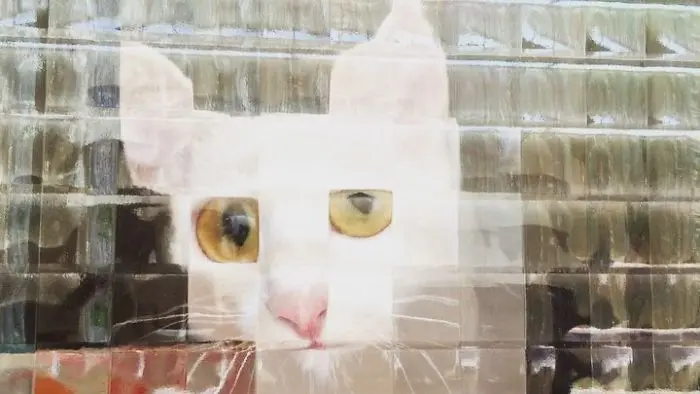 real life pixel cats 9